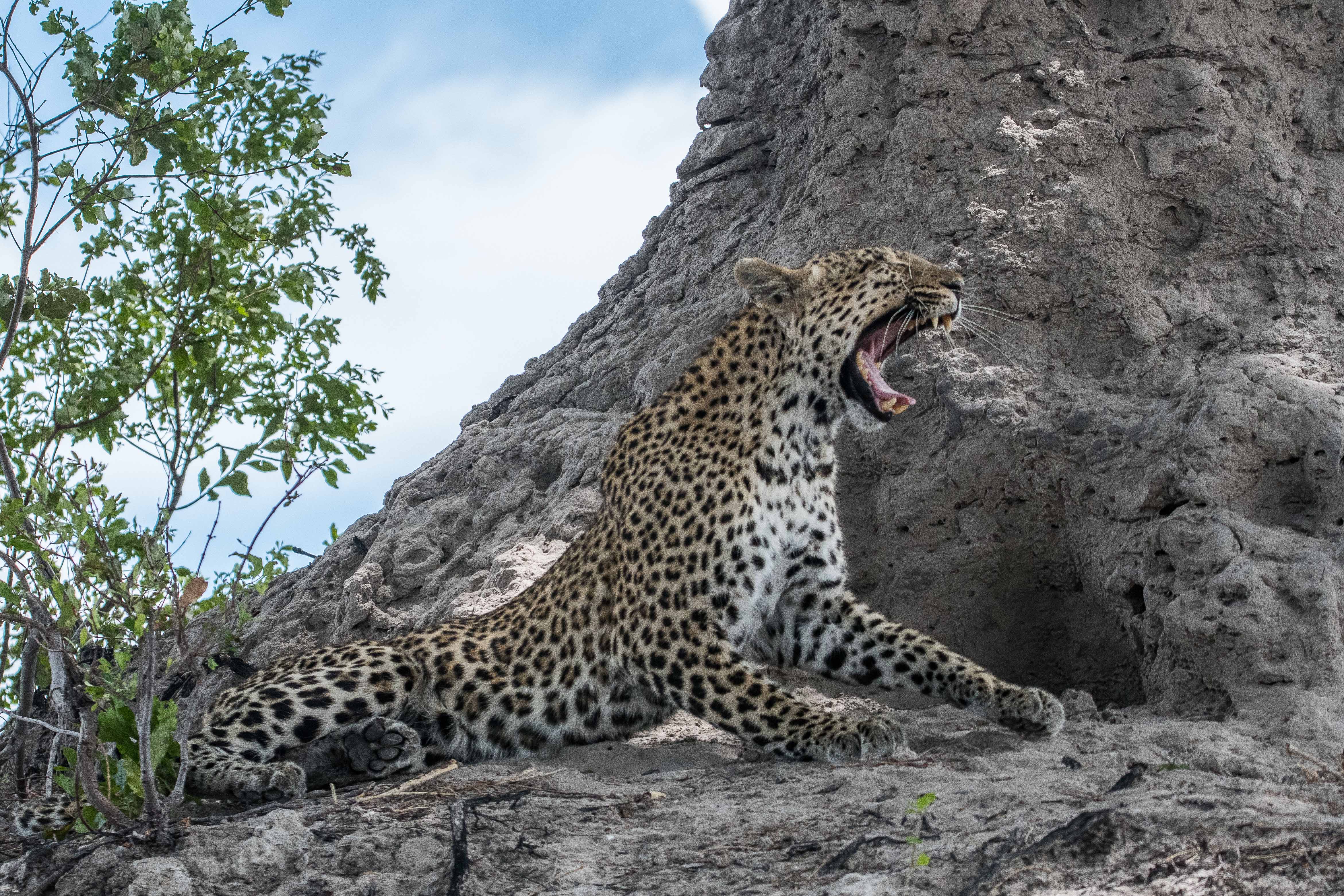 Léopard (Leopard, Panthera pardis),  femelle adulte baillant, Kwando reserve, Botswana.